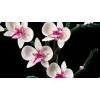 LEGO Botanicals Orchidea 10311